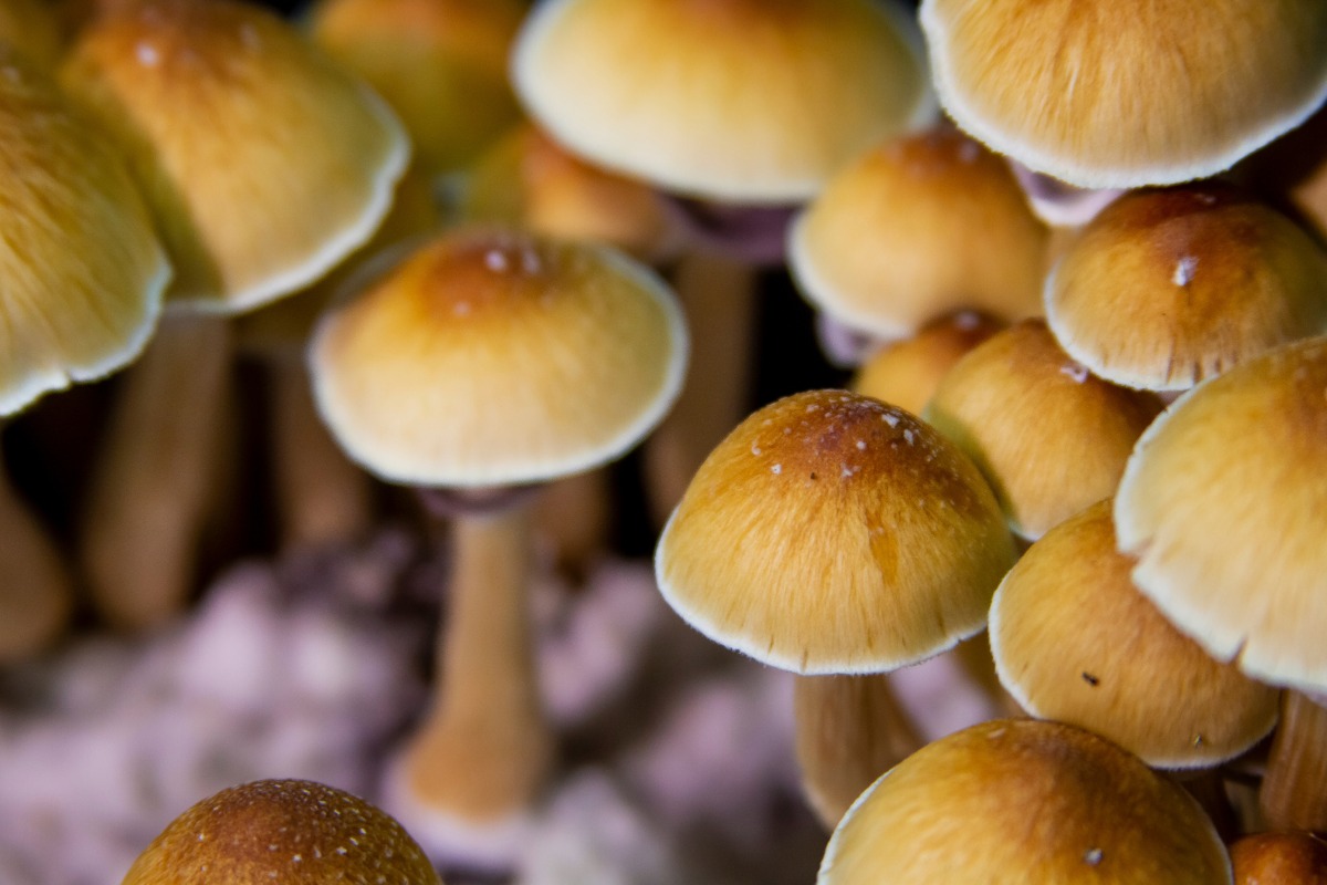 Golden Teacher mushroom