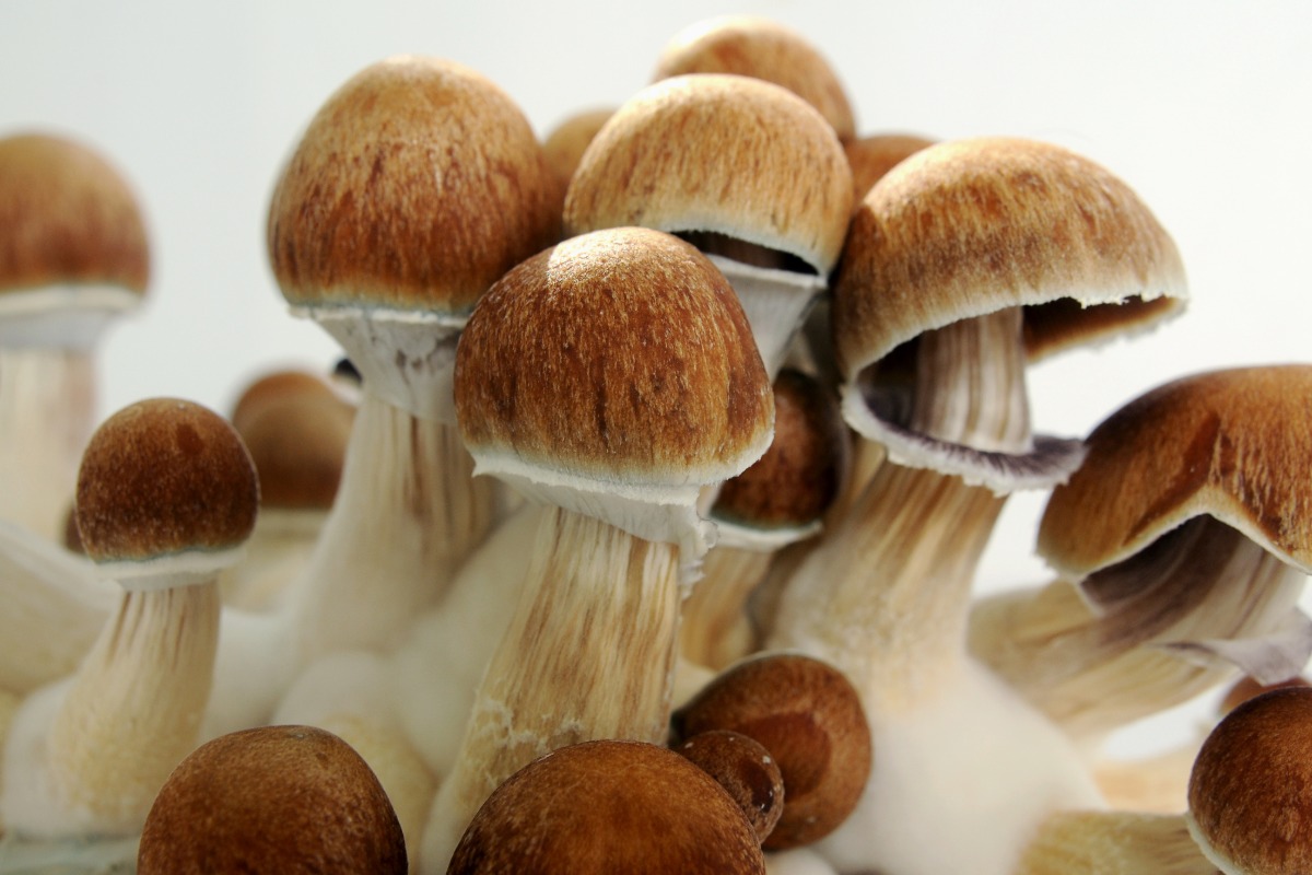 ancient mushroom rituals