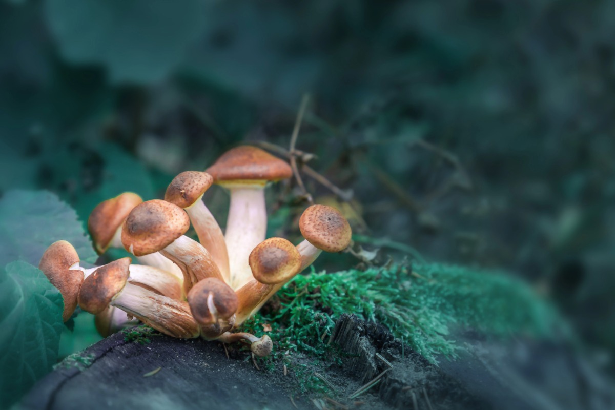 history of psychedelic mushrooms