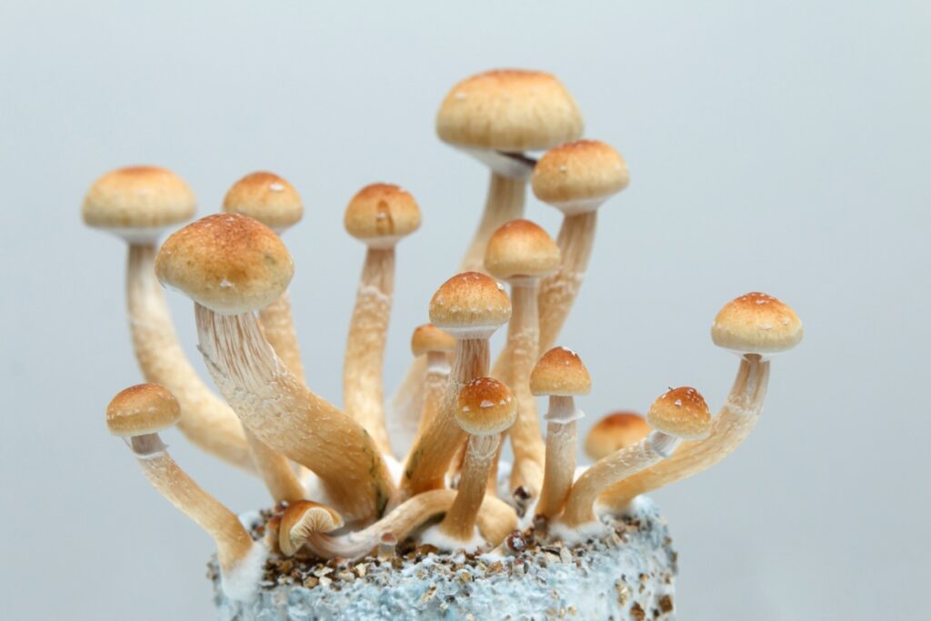psilocybe cubensis strains