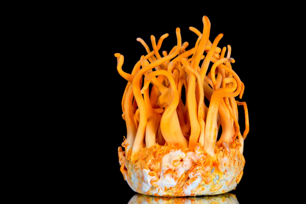 cordyceps functional mushrooms