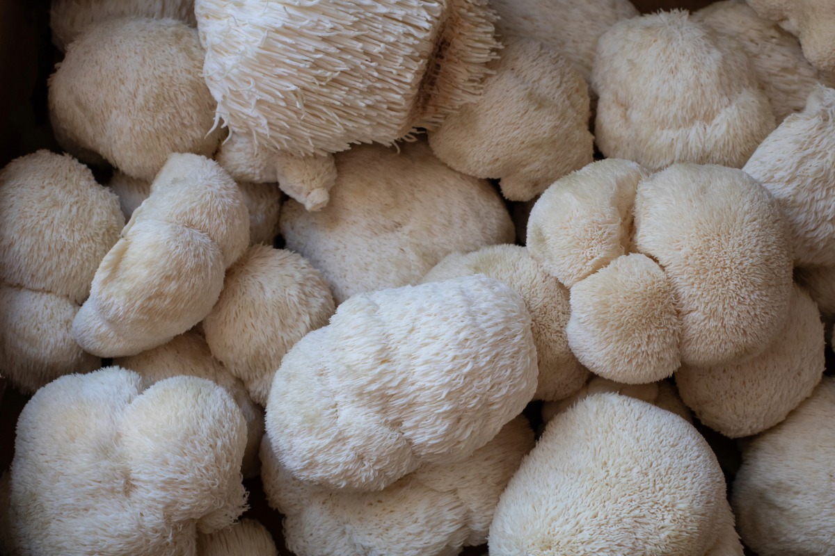 lion's mane functional mushrooms