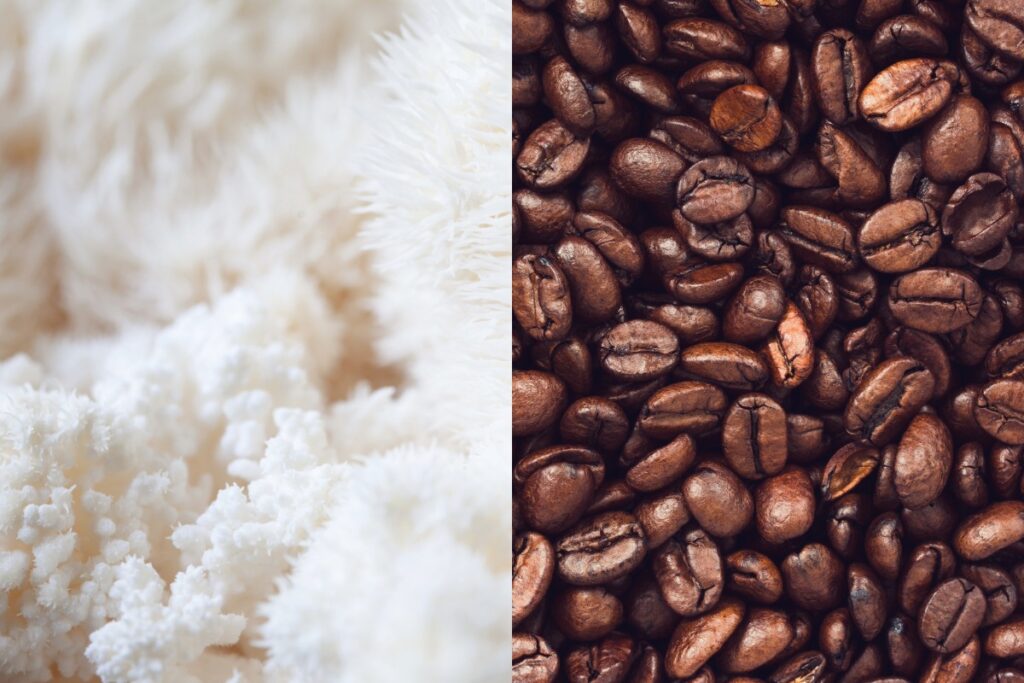 lions mane vs caffeine