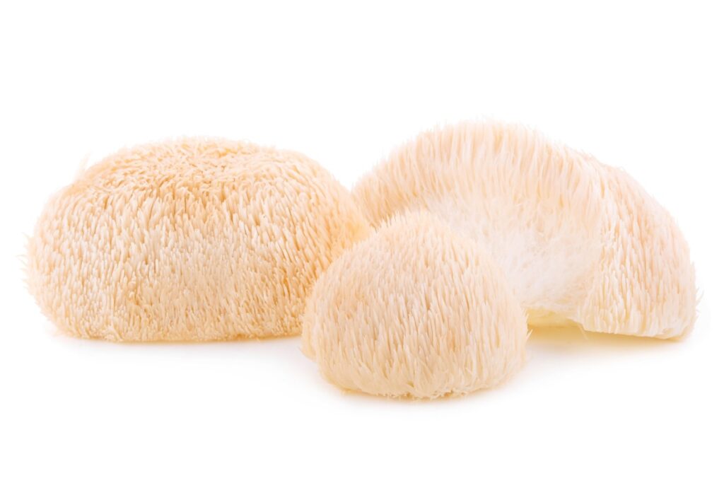 lion's mane benefits