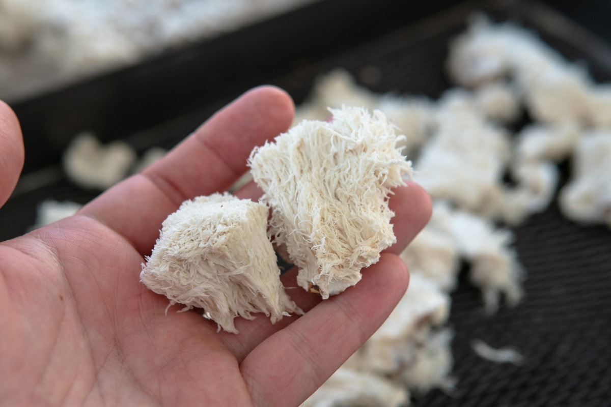 lion's mane for focus