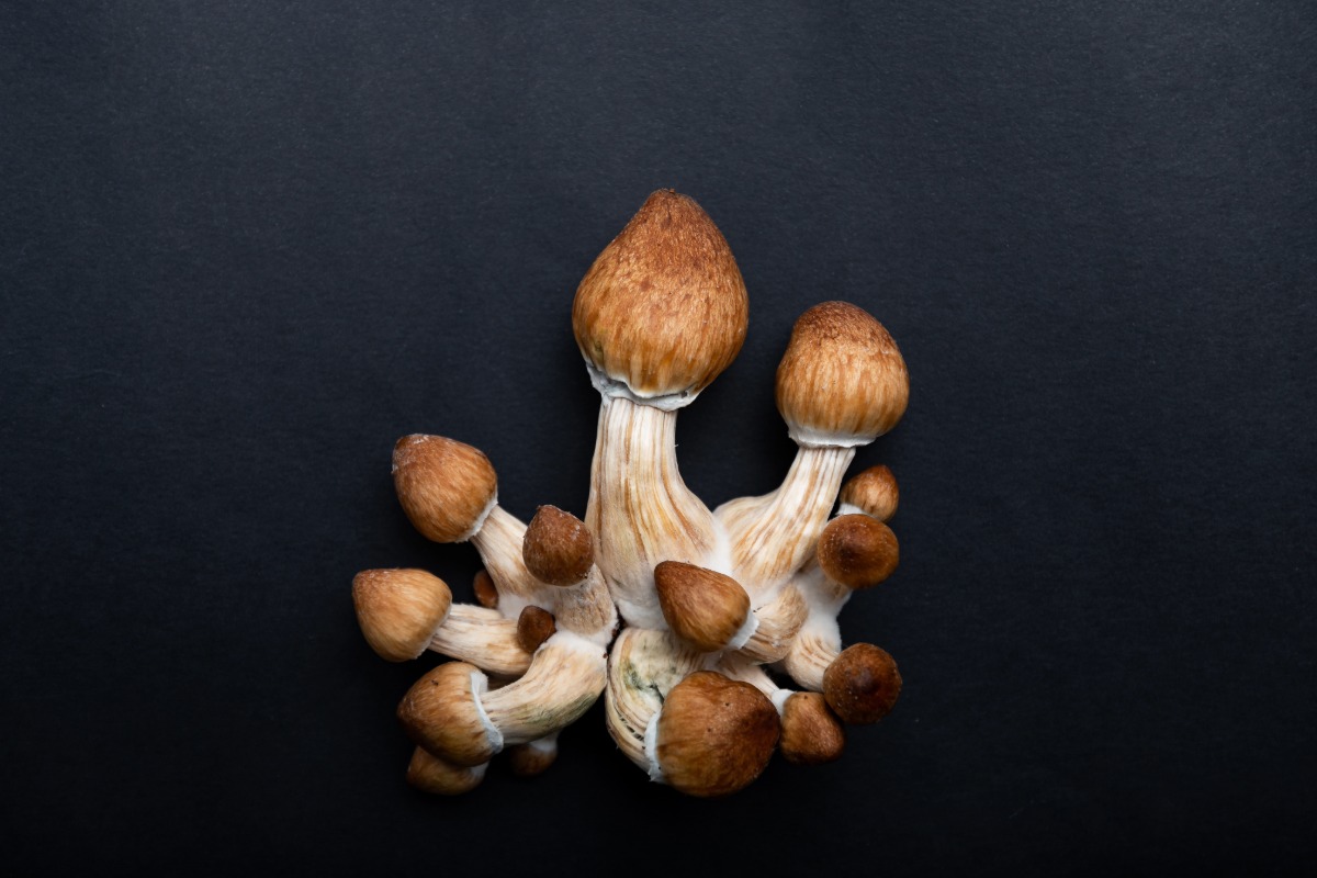 microdosing mushrooms psilocybin