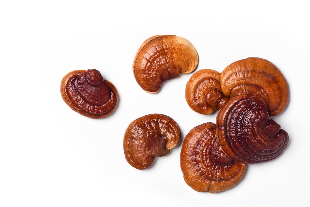 reishi beta glucans