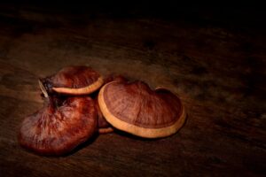 reishi immune support