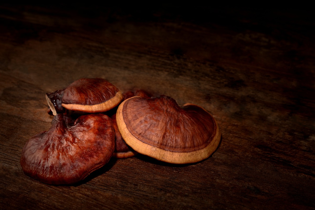 reishi immune support