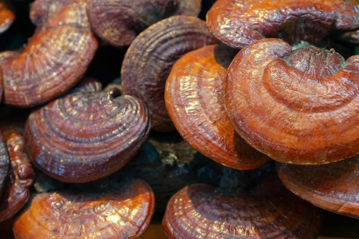 reishi mushroom science