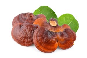 how to take reishi