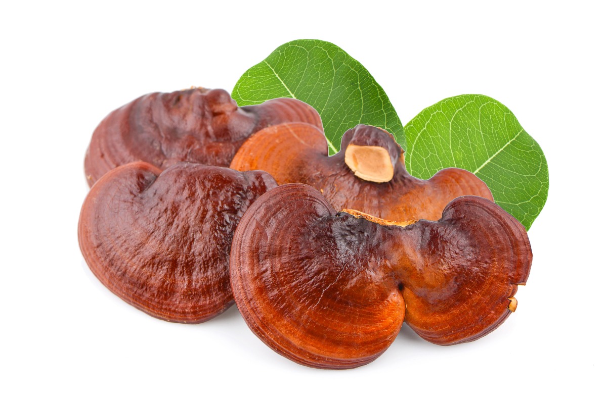 how to take reishi