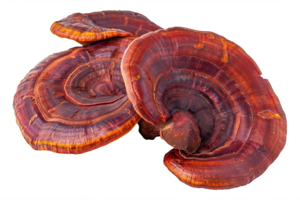 reishi benefits