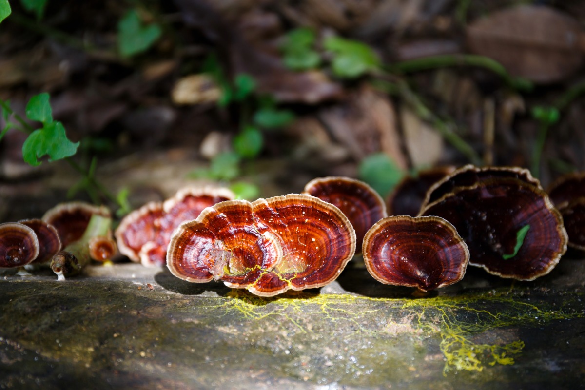 reishi sleep benefits