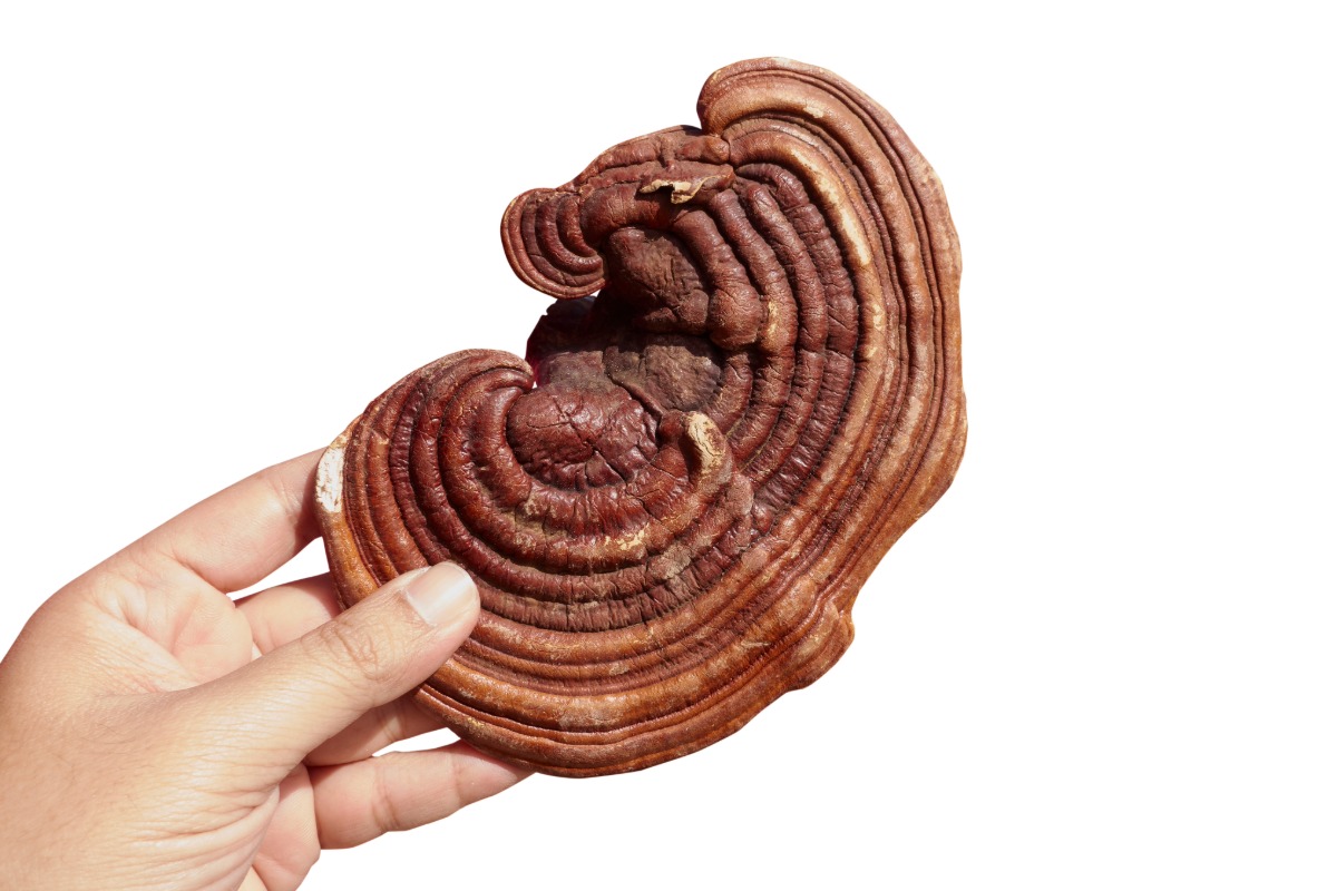 reishi dosage
