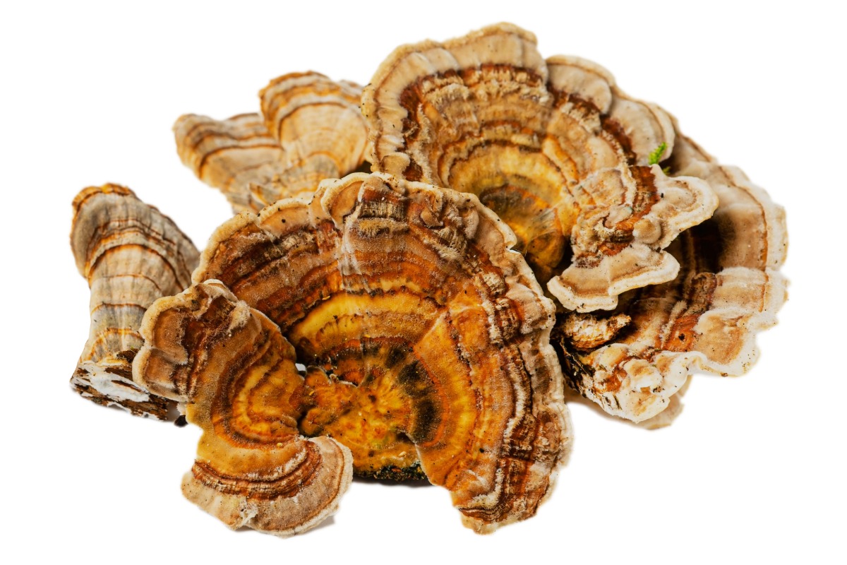 turkey tail functional mushrooms